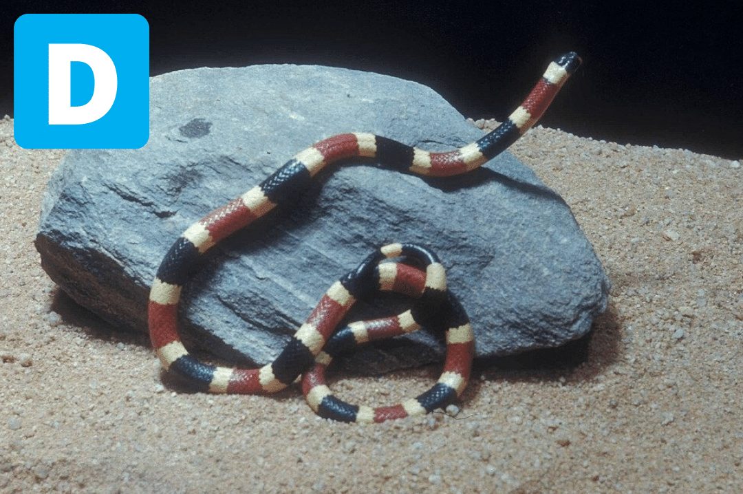 Coral Snake crawling on rock
