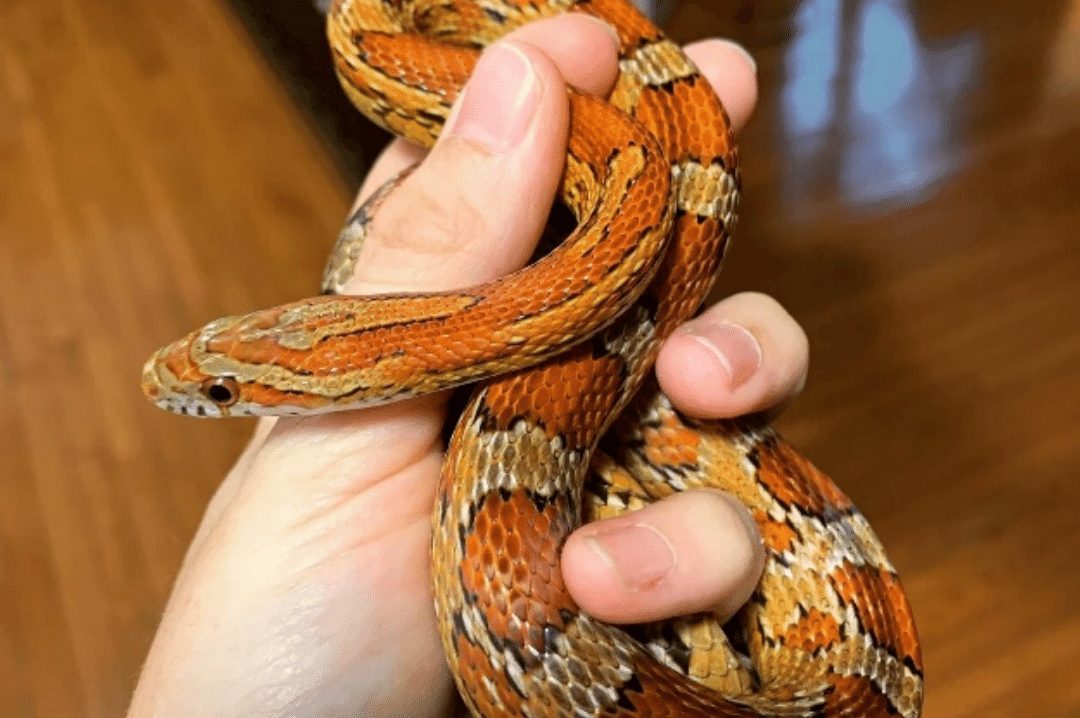 are-corn-snakes-aggressive-adamsreport-com