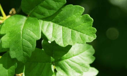 Erasing the Green Blur: The Complicated Beauty of Poison Oak