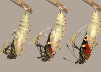 Emerging and metamorphosis of beautiful peacock butterfly