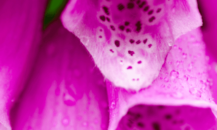 Erasing the Green Blur:  Foxglove, A Naturalized Invader