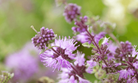 Erasing the Green Blur: Out of the Garden & Into the Wild