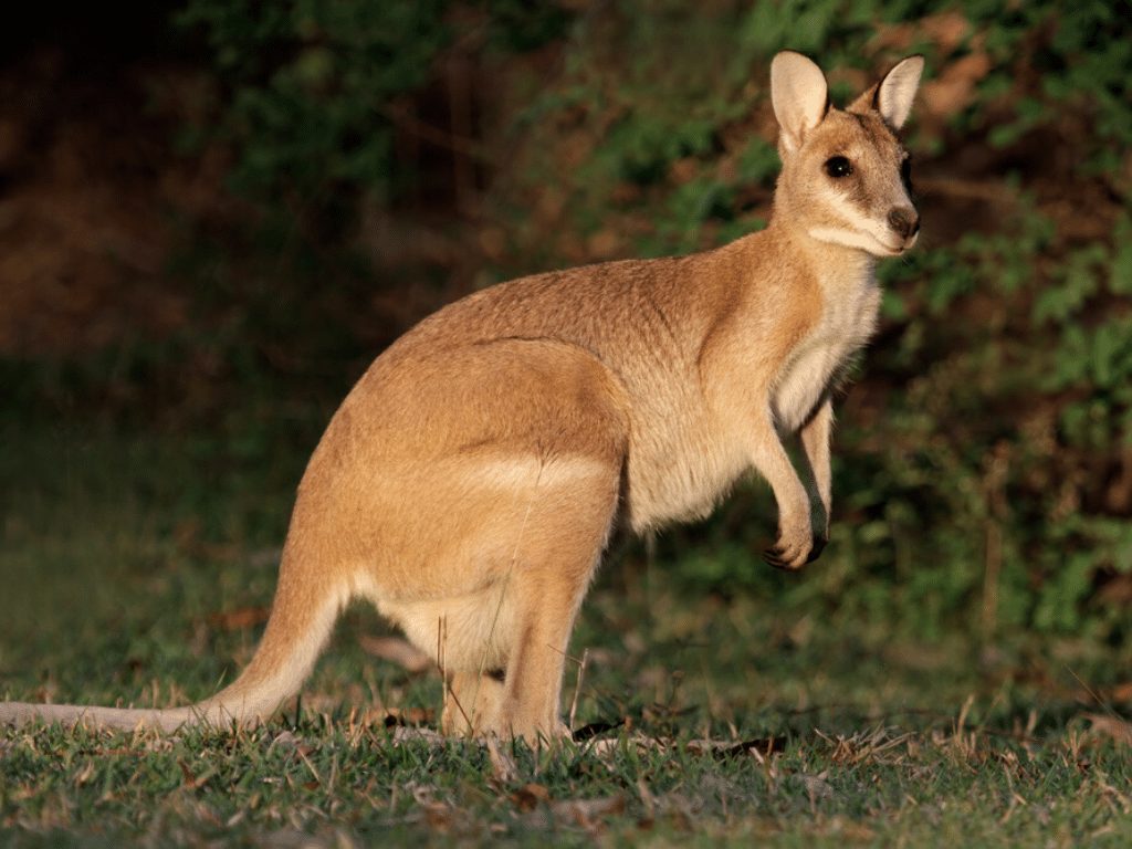 Agile Wallaby Facts CRITTERFACTS Agile Wallaby Facts CRITTERFACTS