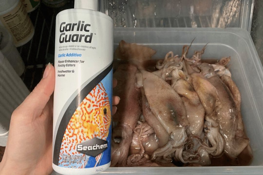 Garlic being used for sensory enrichment at an aquarium