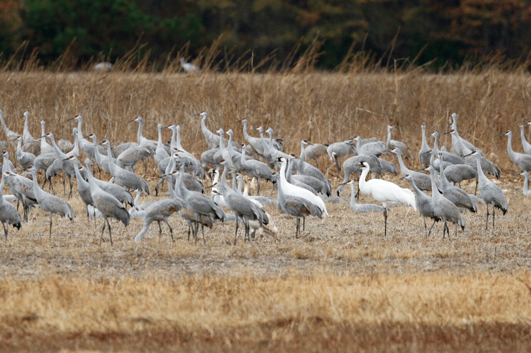 Groups of Sandhill Cranes and critically endangered Whooping Cranes