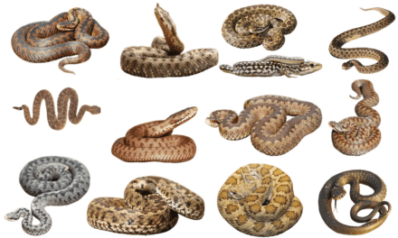 How to tell if a snake is dangerous