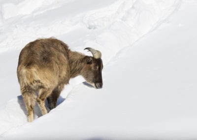 Himalayan tahr in winter
