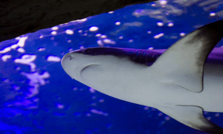 How target training helps with feeding sharks