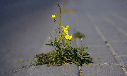 How to easily immerse yourself in nature from anywhere