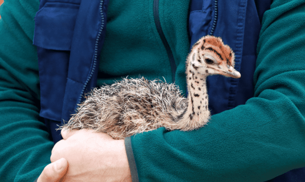 Identifying species and subspecies is important for conservation