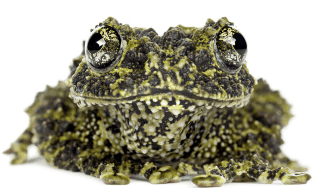 Mossy Frog