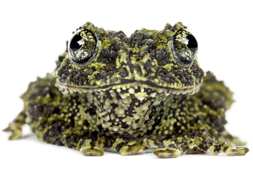 Mossy Frog Facts | CRITTERFACTS