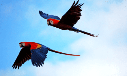 My Journey to the Parrot Clay Licks of Tambopata, Peru
