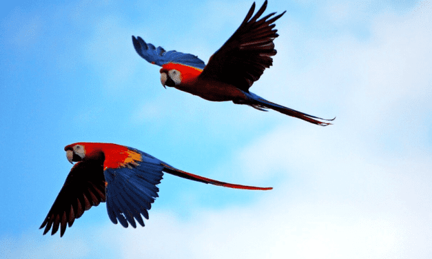 My Journey to the Parrot Clay Licks of Tambopata, Peru