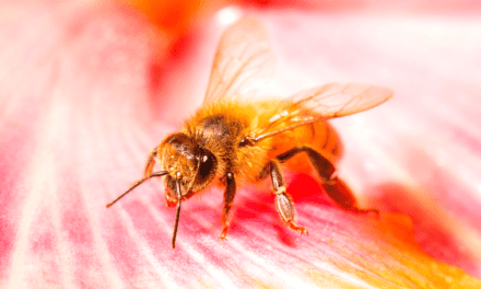 My journey with and the history of the European Honey Bee