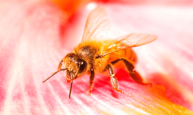 My journey with and the history of the European Honey Bee