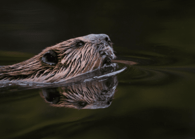 North American Beaver - Castor canadensis