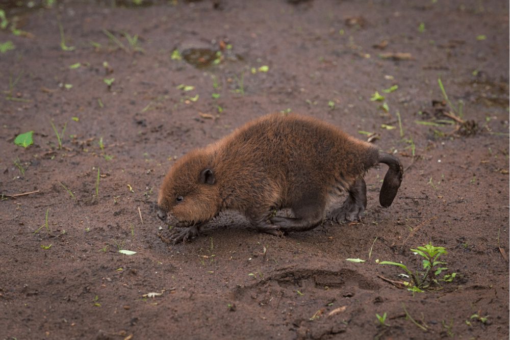 North American Beaver (Castor canadensis) Kit Walks Left Summer