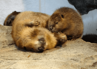 North American beaver Family
