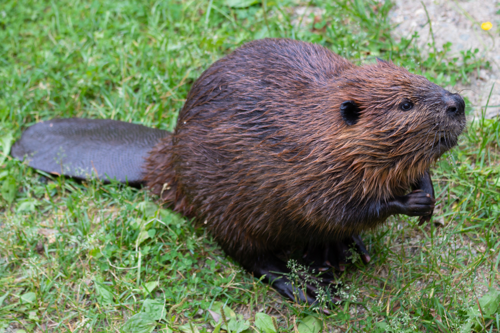 North American Beaver Facts | CRITTERFACTS