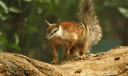 Numbat