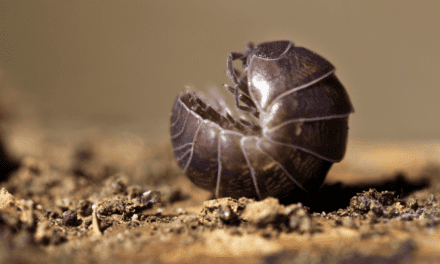 Pill Bugs: From Sea to Land – unlikely allies of climate change