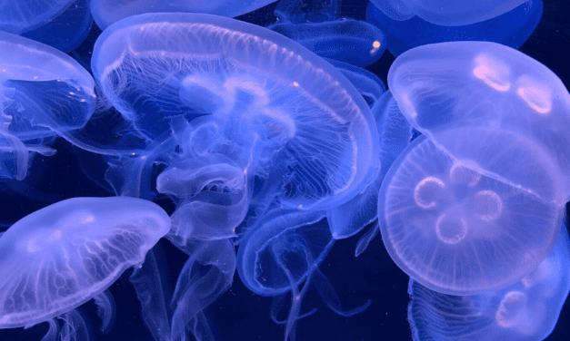 Raising Baby Moon Jellies