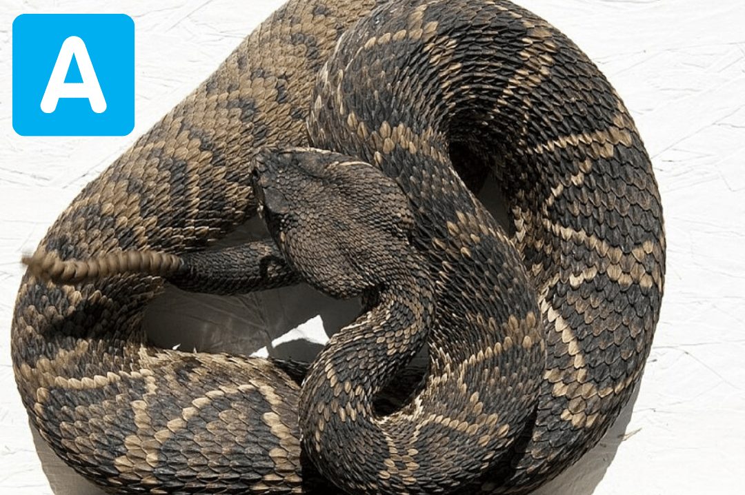 Rattlesnake curled up