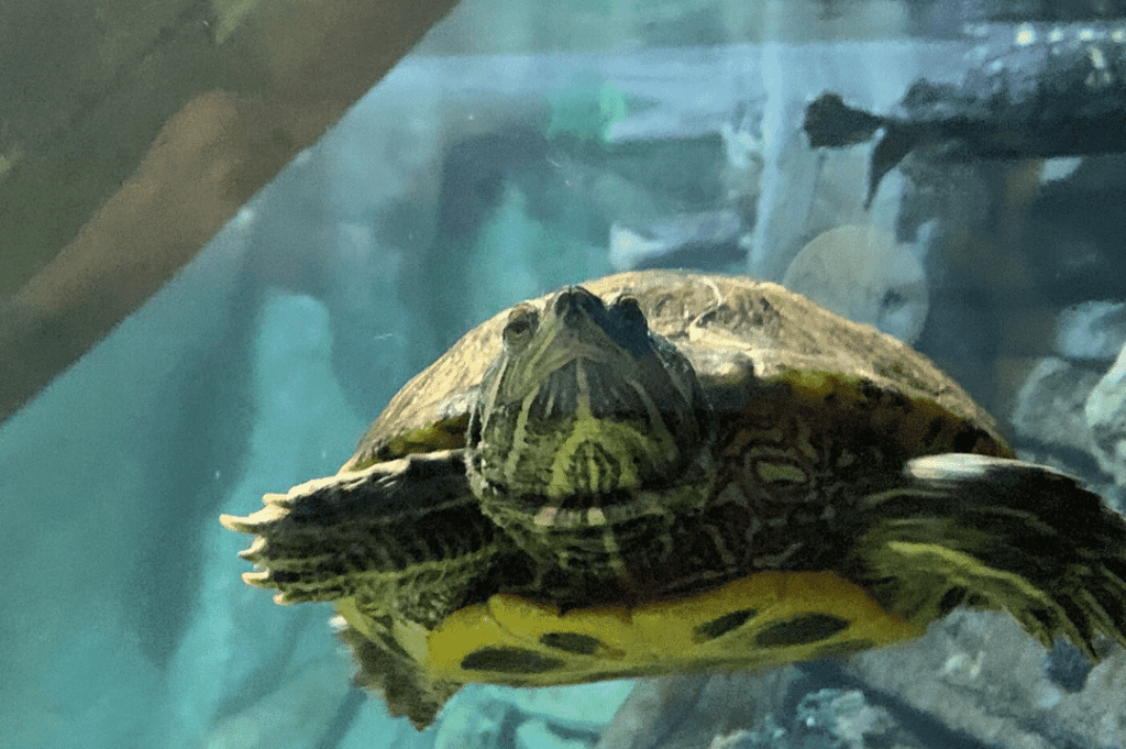 Red-Eared Slider Turtles: Invasive and Cute - CRITTERFACTS