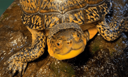 Red-Eared Slider Turtles: Invasive and Cute