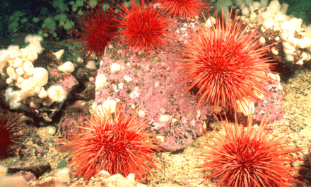 The Not-So-Secret Life Of Sea Urchins