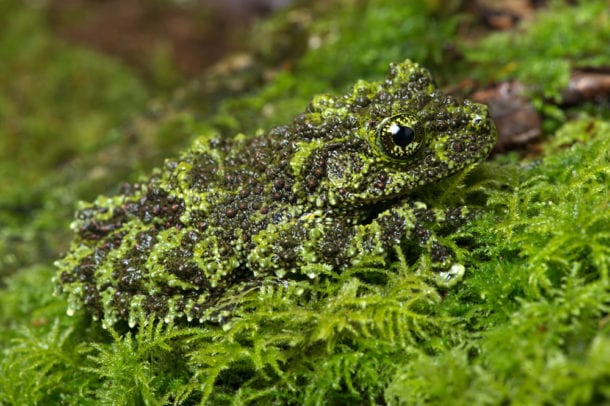 Mossy Frog Facts - CRITTERFACTS