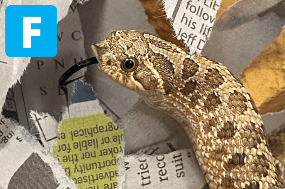Western Hognose snake peaking out of newspaper