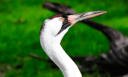 Wheeler National Wildlife Refuge: Home to 30,000 cranes