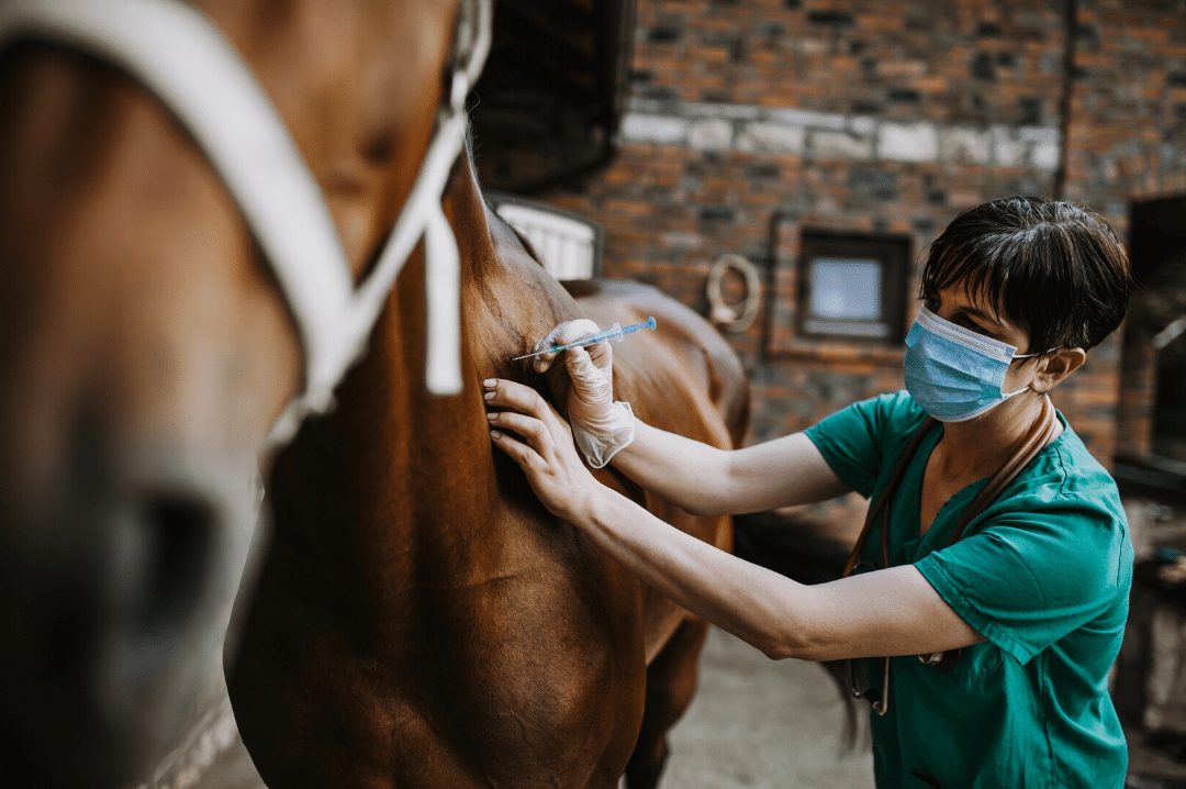 Woman veterinarian gives an injection to horse in stable