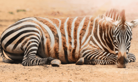 Zebra dung research: non-glamorous but also non-invasive