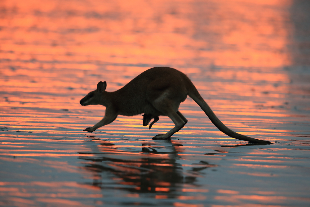 wallaby jumping