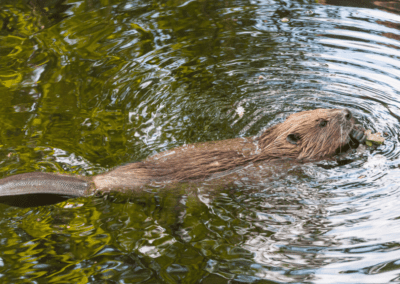 beaver swimming