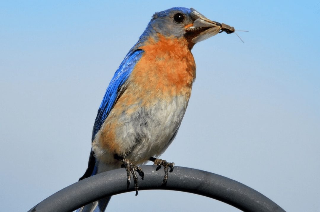 blue and orange bird with an insect in its mouth