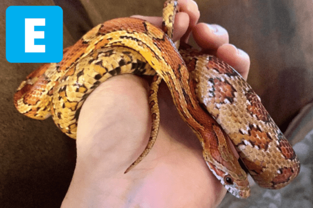 How To Tell If A Snake Is Dangerous - CRITTERFACTS