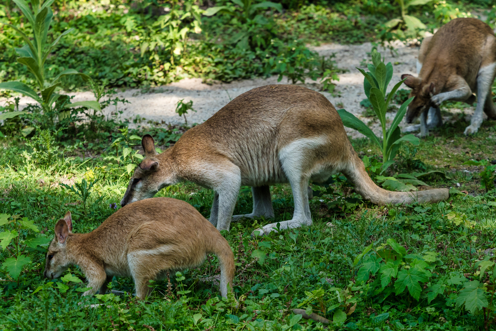 Agile Wallaby Facts - CRITTERFACTS