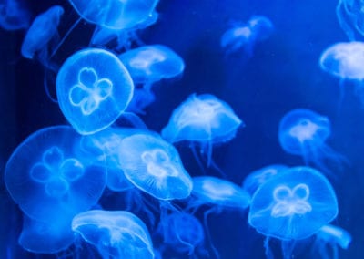 group of moon jellyfish