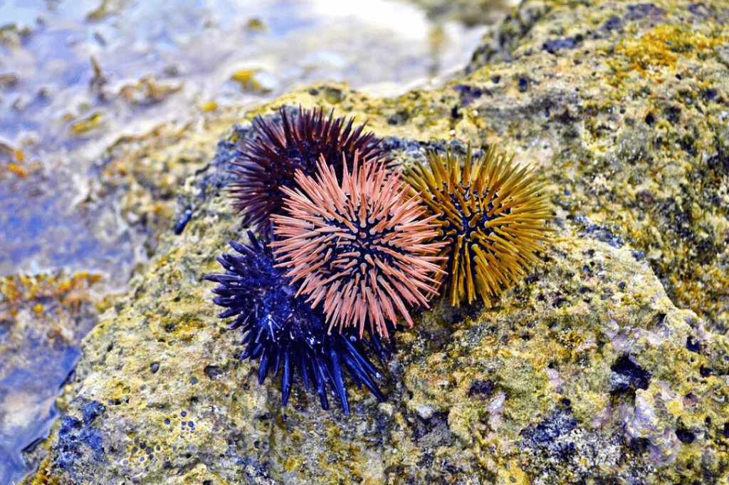 The Not-So-Secret Life Of Sea Urchins | CRITTERFACTS