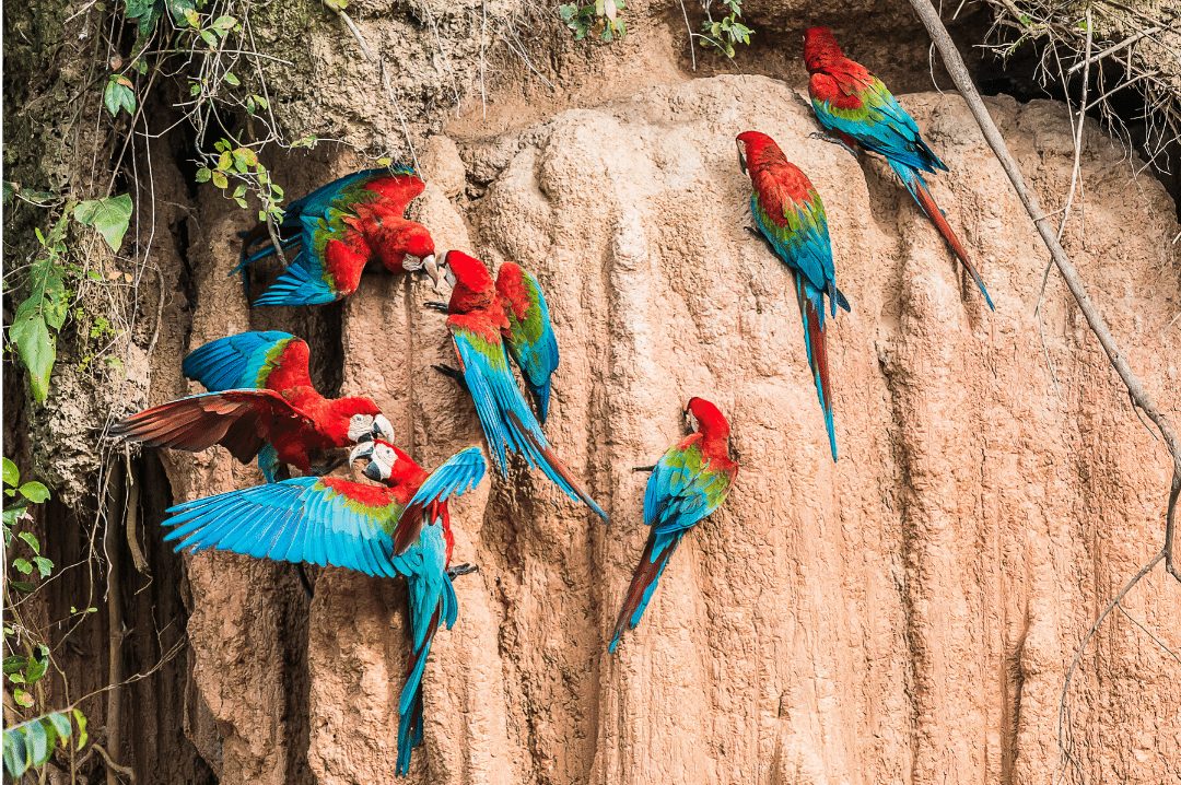 macaws clay lick peruvian Amazon jungle Madre de Dios Peru