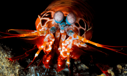 Mantis Shrimp