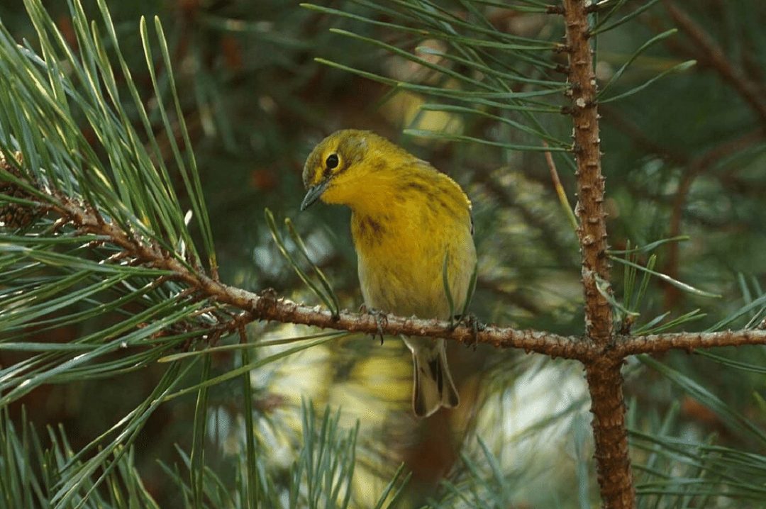 pine warbler sitting on a pine tree branch