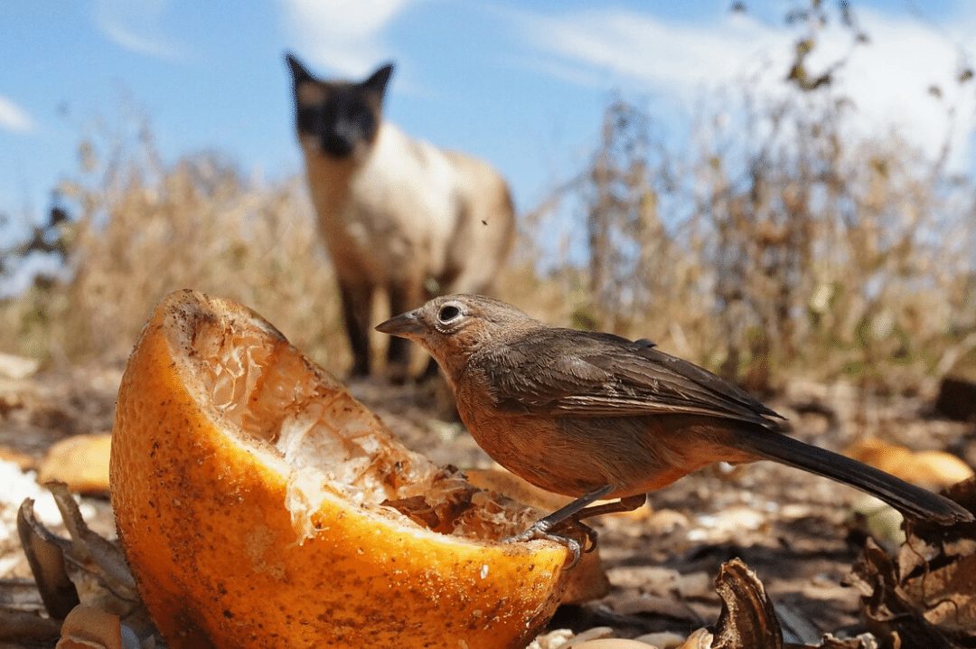 small bird eating old fruit with a cat looking on in the background