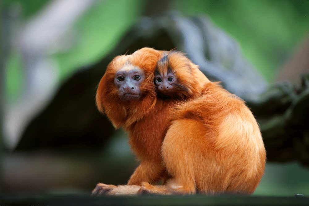 A golden lion tamarin with baby (Leontopithecus rosalia)