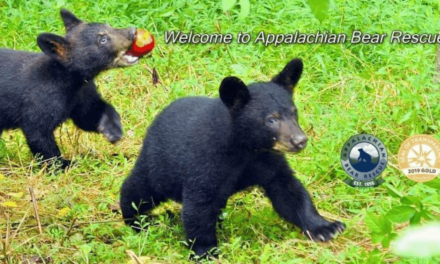 Appalachian Bear Rescue: Giving Bears a Second Chance