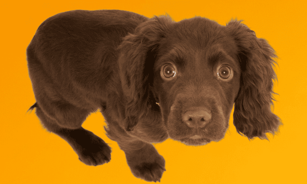 Arby’s Tips and Tricks: How to Keep an Anxious Pet Calm